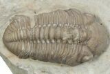 Kainops Trilobite - Black Cat Mountain, Oklahoma #362985-1